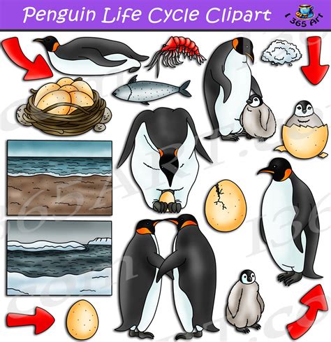 The Life Cycle Of A Penguin