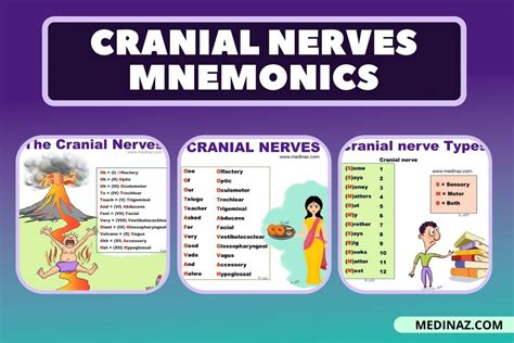 Cranial nerves mnemonics - Anatomy Simplified