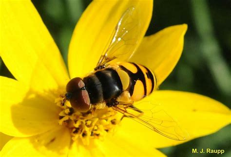 The Hover Fly: Predaceous Pollinator Workshop, 4700 NE 78th St ...