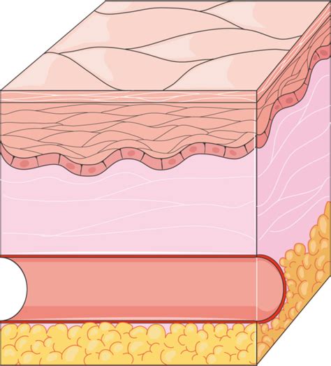 Image result for Coapulation in Humans