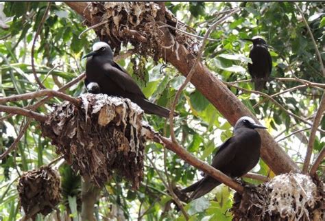 పక్షులను చంపేస్తున్న చెట్టు..గింజలతో గిలగిలలాడుతున్న పిట్టల ప్రాణాలు ...