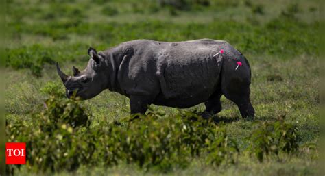10 endangered black rhinos sent from South Africa to Mozambique - The ...
