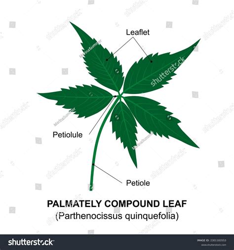 Unipinnate Compound Leaf