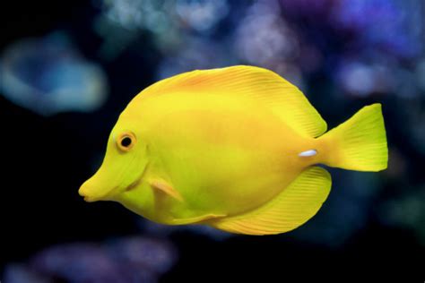 Image result for Fish Shell Scripting
