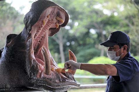 Top 15 Hippopotamus Facts - Ancestry, Diet, Habitat & More | Facts.net