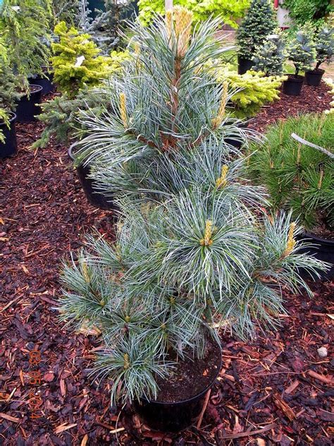 Сосна корейская Сильверей: купить саженцы Pinus koraiensis Silveray в ...