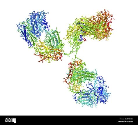 Antibody molecule. Molecular structure of a monoclonal human immunoglobulin (IgG2a). IgG ...