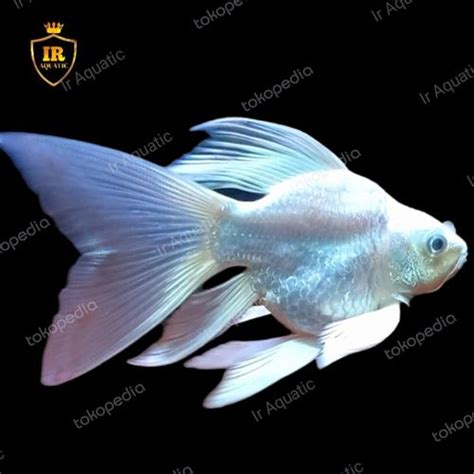 Promo Platinum koi butterfly short body import - Kota Tangerang - Ir ...
