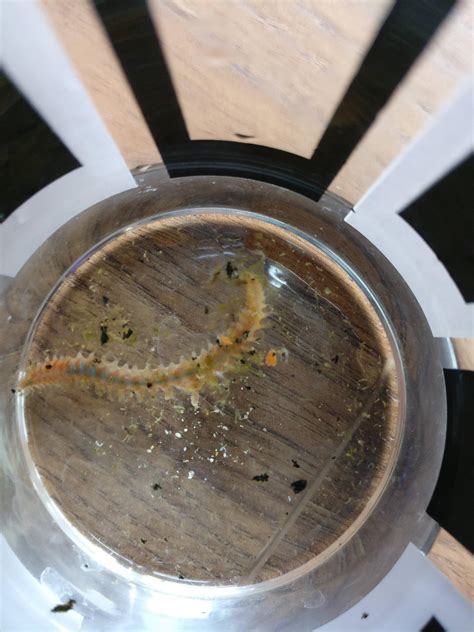 Corals Dying 的图像结果