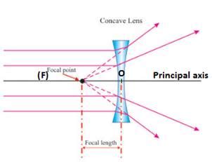 With the help of a labeled diagram, explain how a concave lens diverges ...