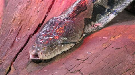 Image result for Netzpython Zwerg