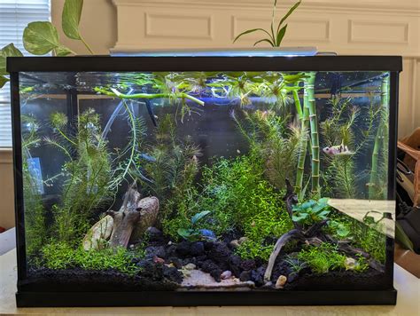 Should I add cherry shrimp to my 5gal Betta tank? : r/shrimptank