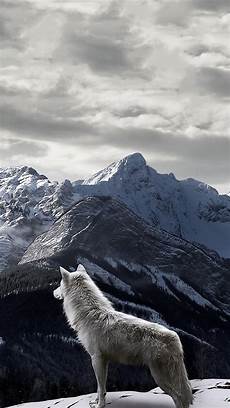 Iphone X Wallpaper Wolf by Wolf Wallpaper Iphone Gallery Iphone X Wallpaper Wolf