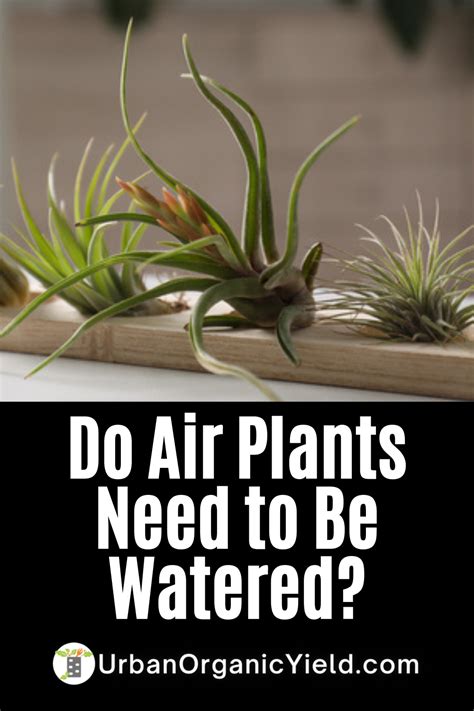 How to Properly Water Air Plants 的图像结果