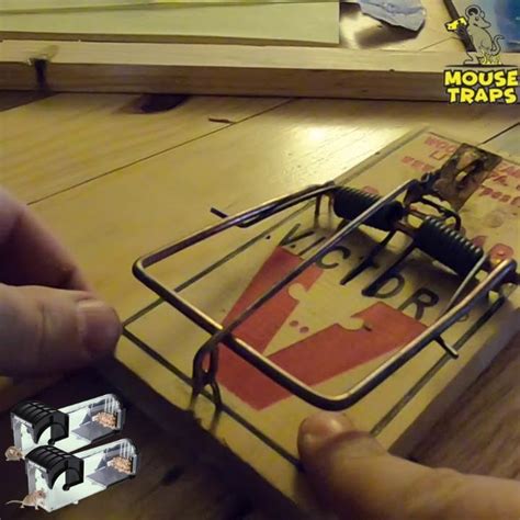 Image result for Setting Mouse Traps Tips