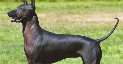 10 Hairless Dog Breeds In The World 2024 - Best For Pets