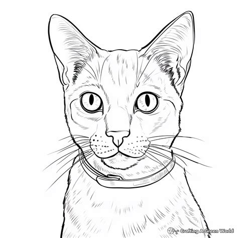 Siamese Cat Coloring Pages Printable