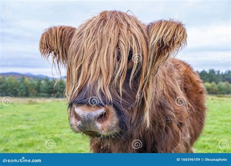 Hairy Highland Cattle on Green Grassy Field in Scotland Stock Image ...