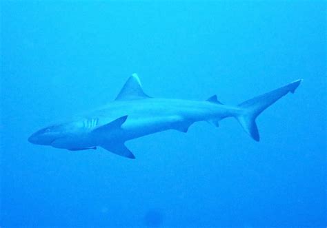 Trying To Decide: Are Sharks Gray Or Blue