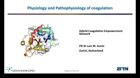 Image result for Coapulation in Humans