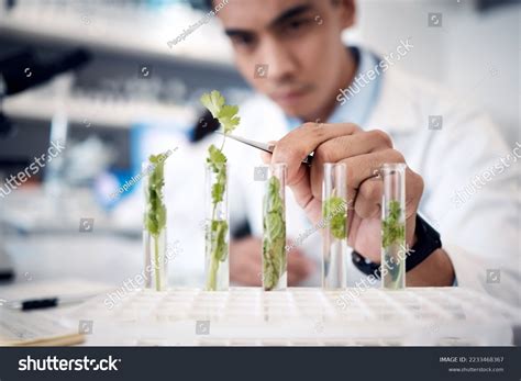 Plant Scientist 的图像结果