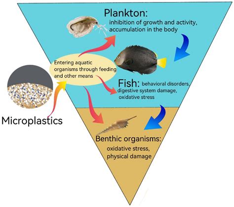 Occurrence, Bioaccumulation, and Risk Assessment of Microplastics in ...