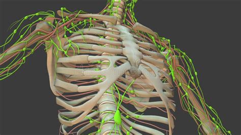 Lymphatic System Animation 的图像结果
