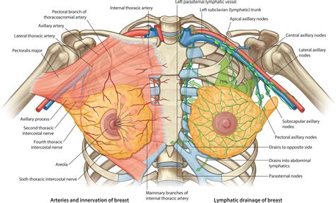 Internal Mammary Artery