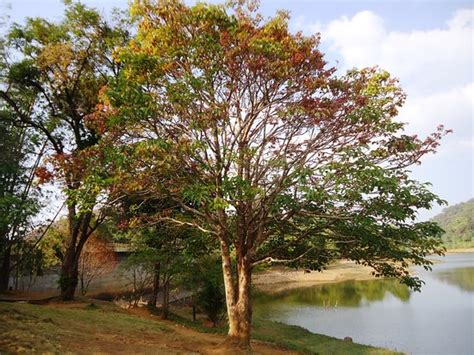 Gavi Photos - Featured Images of Gavi, Pathanamthitta District ...