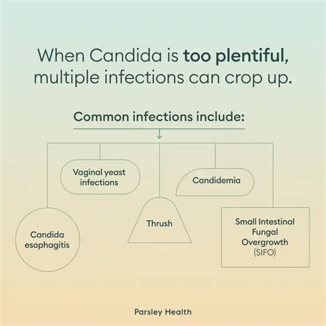 What’s The Strongest Candida Killer? Experts Weigh In On Natural Candida Killers