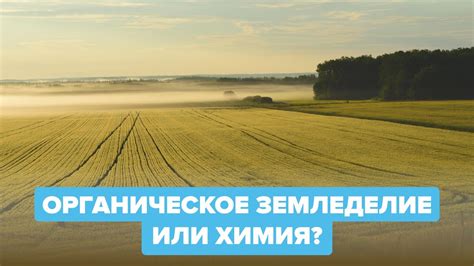 Органическое земледелие или химия? - YouTube