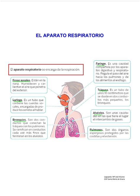 Pin de Julia Moreira en Anatomia | Proyectos de ciencia para niños ...