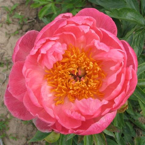 Coral Charm Hybrid Peony - Etsy