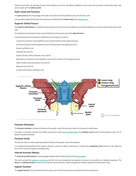 SOLUTION: Cranial foramina foramen ovale skull teachmeanatomy - Studypool