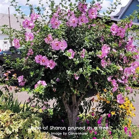 Pruning Your Rose of Sharon Plant - Essential Tips
