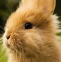Image result for Fluffy Baby Bunny