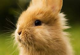 Image result for Baby Rabbit Drawing