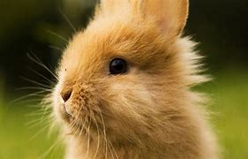 Image result for Sweet Bunny Rabbit