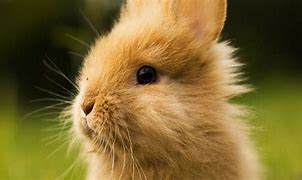 Image result for Baby Rabbits Animal