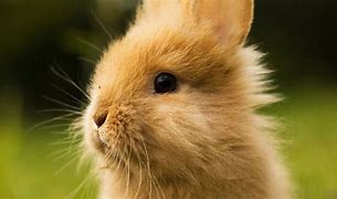 Image result for Super Cute Baby Bunnies Wallpaper