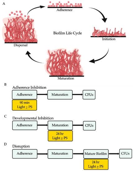Microorganisms | Special Issue : Fungal and Polymicrobial Biofilms