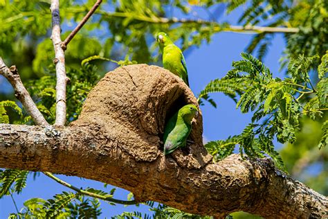 Image result for Simple Parrot Treets