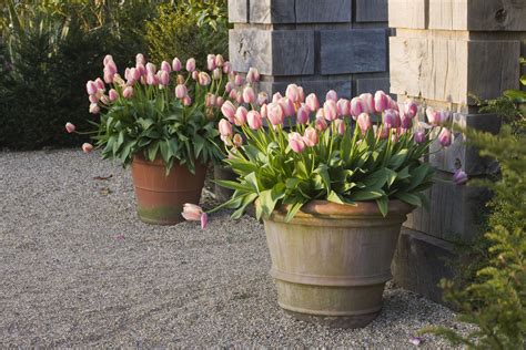When to Plant Tulip Bulbs in Containers — Here's What You Should Do ...