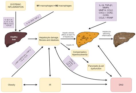 Type 2 Diabetes Mellitus, Non-Alcoholic Fatty Liver Disease, and Metabolic Repercussions: The ...