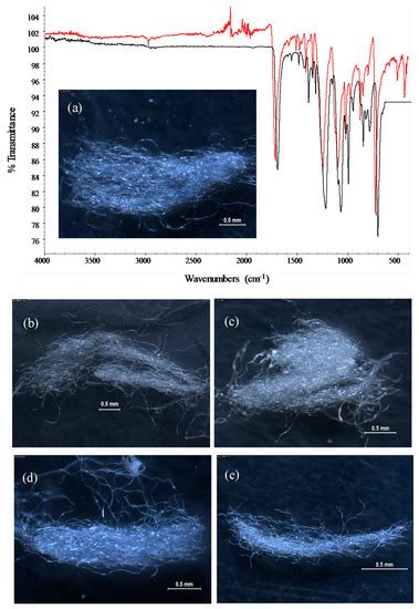 Microplastics | March 2022 - Browse Articles