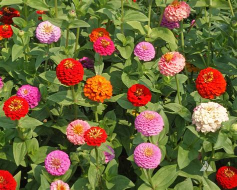 Zinnia Lilliput Mix (Zinnia elegans) | Applewood Seed Company