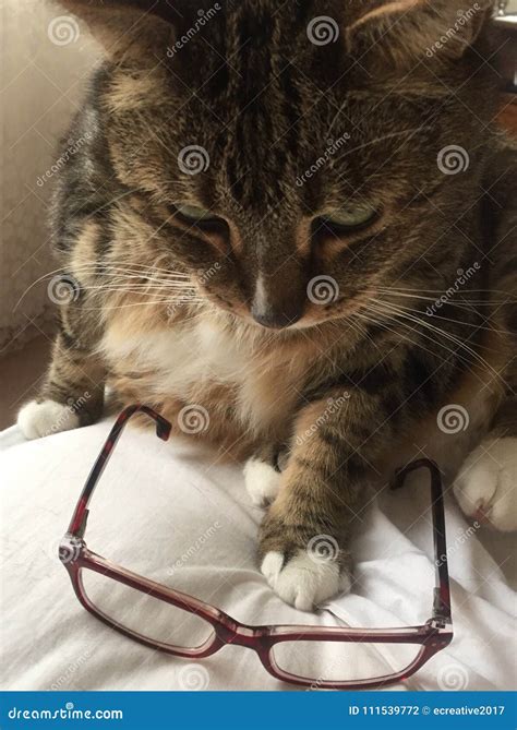 Cats and Glasses | Senior Diabetic Male Tabby Cat Stock Photo - Image ...