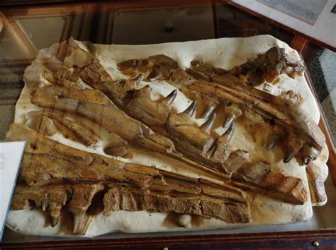 Mosasaurus | Encyclopedia MDPI