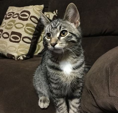 Silly Willy: The Adorable 4-Month-Old Cat