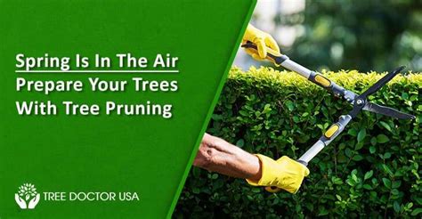 Image result for Spring Tree Pruning